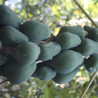 Carica papaya L.